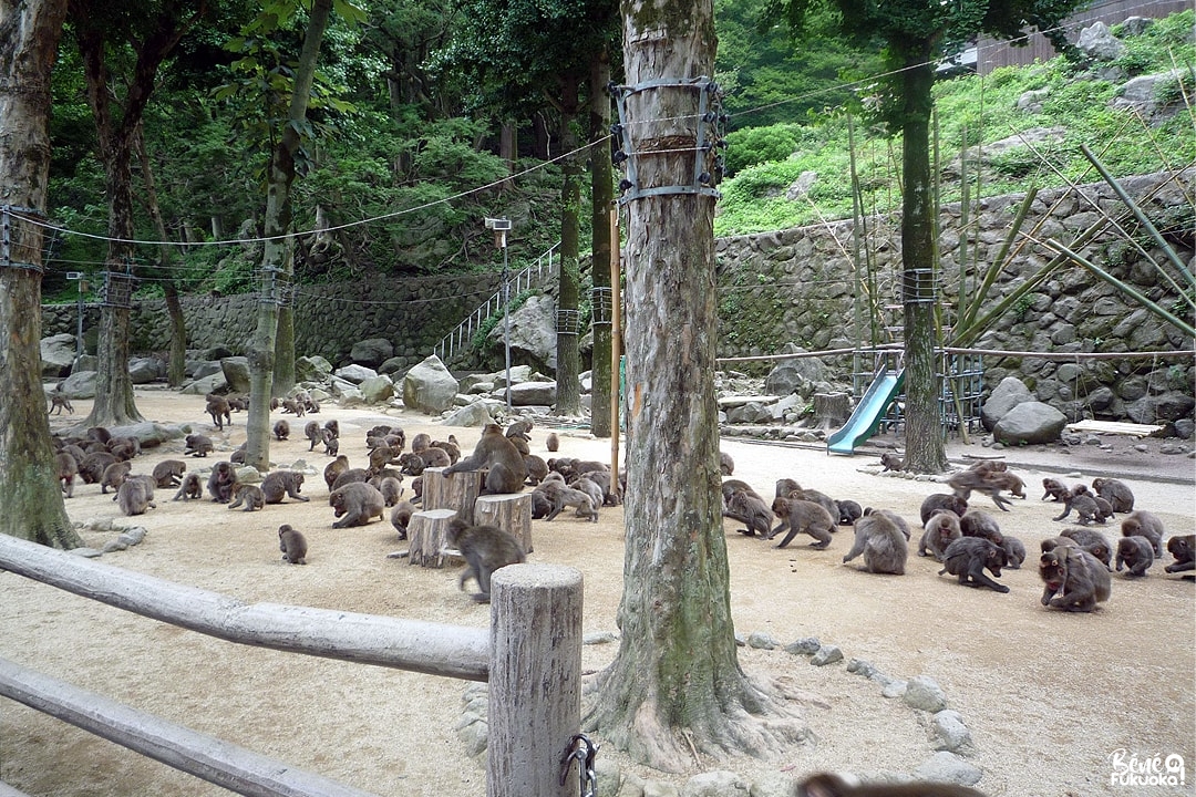 Takasaki yama, la montage aux singes, Ôita