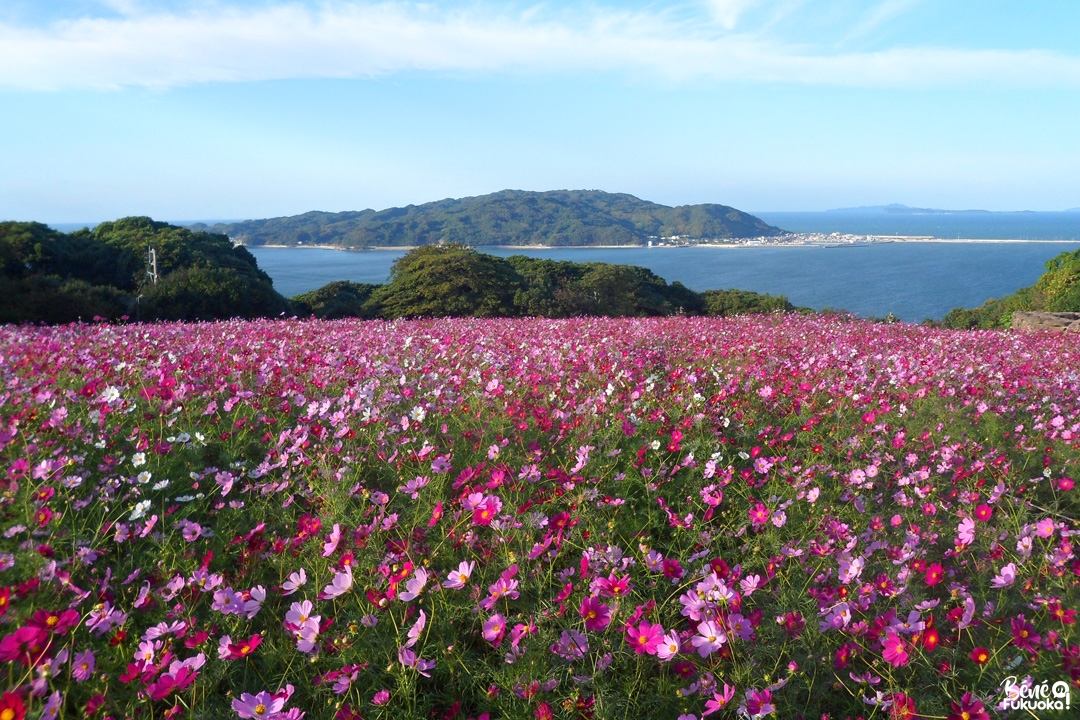 Champs de cosmos au Nokonoshima Island Park, Fukuoka