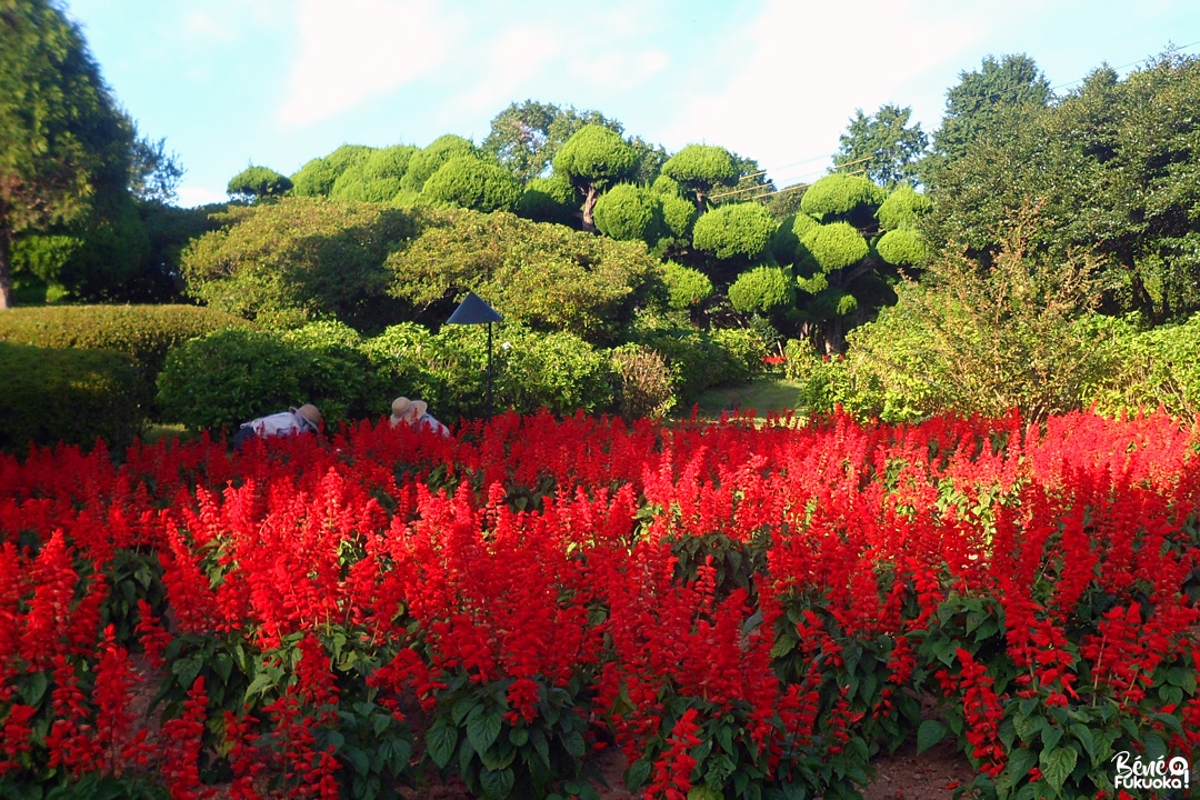 Nokonoshima Island Park, Fukuoka