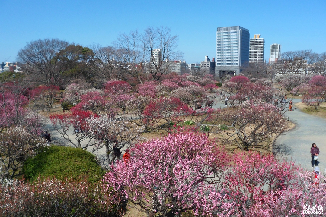 Floraison des pruniers, parc Maizuru, Fukuoka