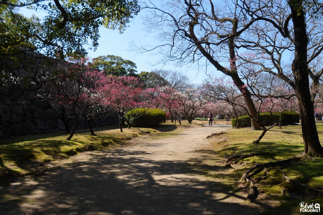 Floraison des pruniers, parc Maizuru, Fukuoka