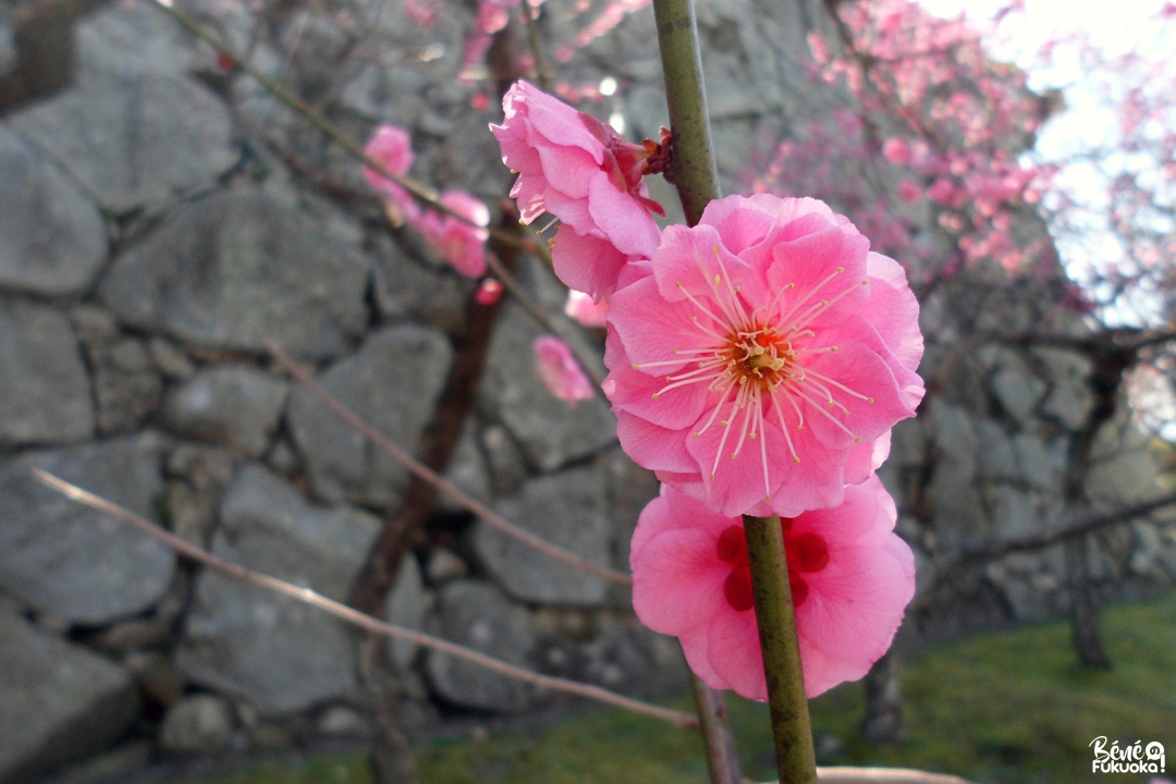Floraison des pruniers, parc Maizuru, Fukuoka