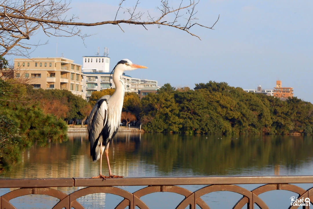 Le lac du parc Ôhori, Fukuoka