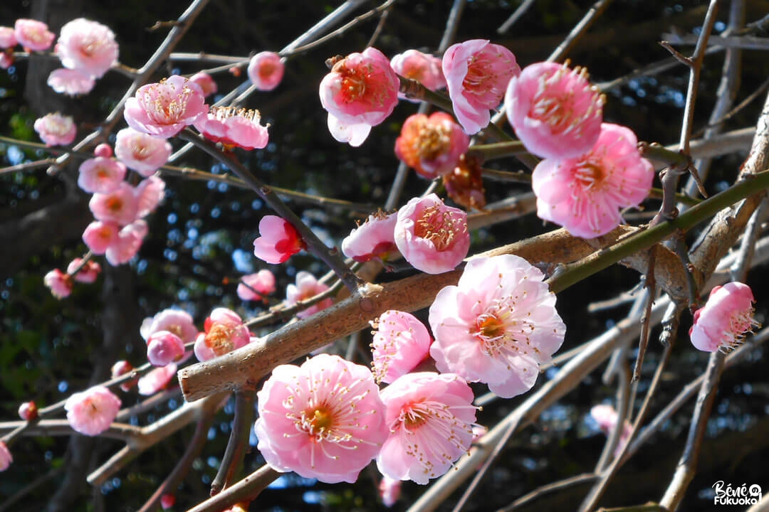 Pruniers au parc Maizuru, Fukuoka