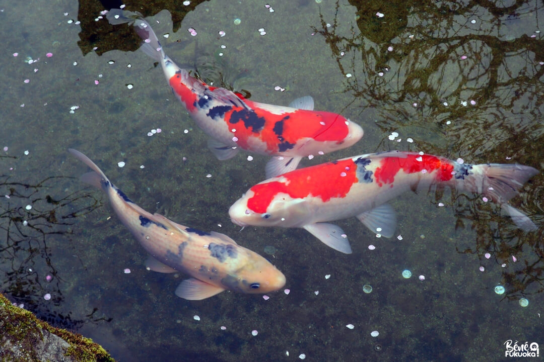 Carpes koi au sanctuaire Dazaifu Tenman-gû, préfecture de Fukuoka