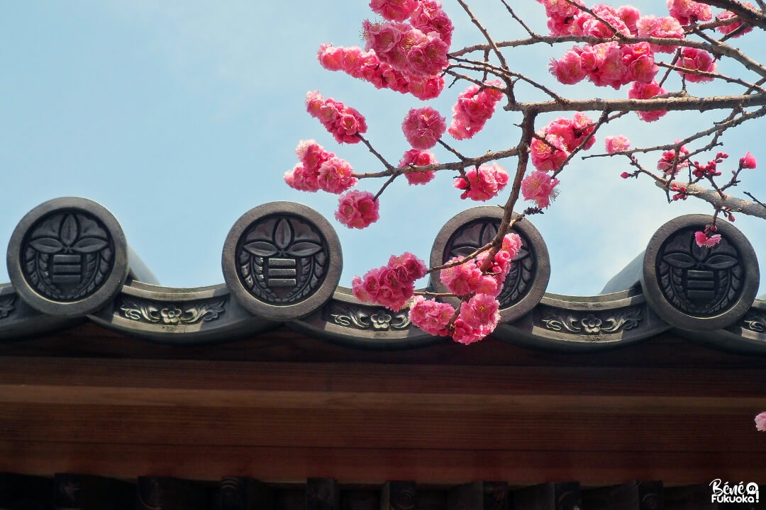 Pruniers à Dazaifu, préfecture de Fukuoka