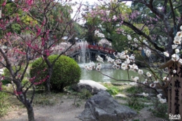 Pruniers à Dazaifu, préfecture de Fukuoka