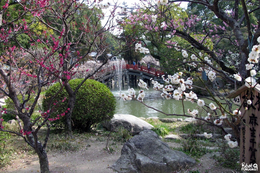 Pruniers à Dazaifu, préfecture de Fukuoka