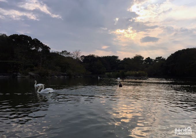 Zoo de Umi no naka-michi, Fukuoka