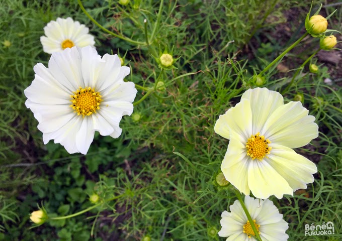 Cosmos à Umi no naka-michi, Fukuoka