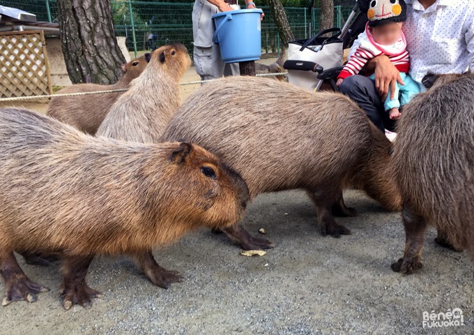 Kapibara du zoo de Umi no naka-michi, Fukuoka