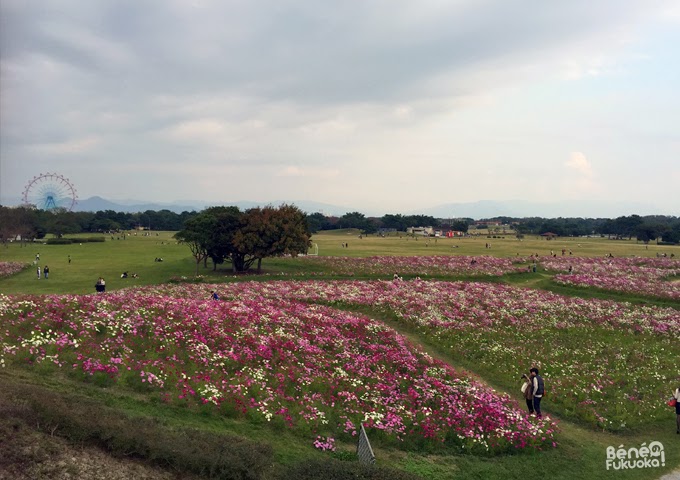 Cosmos à Umi no naka-michi, Fukuoka