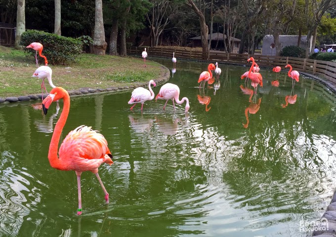 Flamands roses du zoo de Umi no naka-michi, Fukuoka