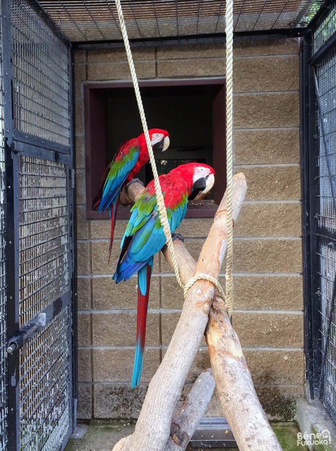 perroquet du zoo de Umi no naka-michi, Fukuoka