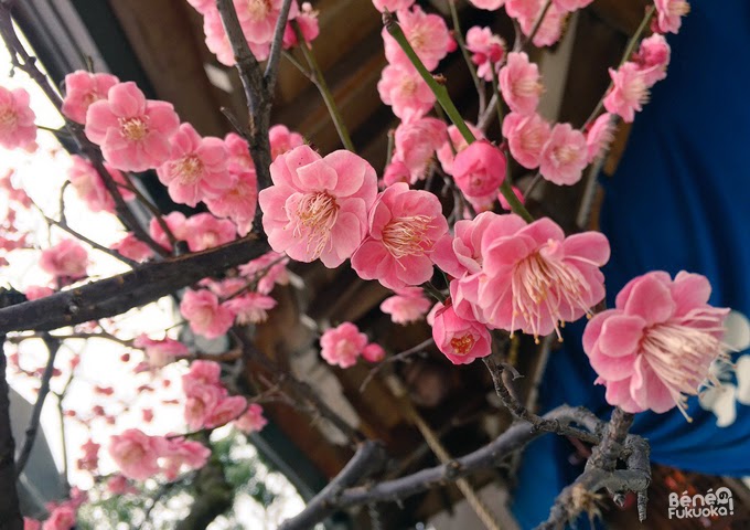 pruniers en fleur, Fukuoka
