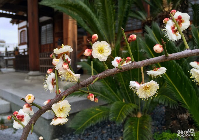 Fleurs de pruniers, Daien-ji, Fukuoka
