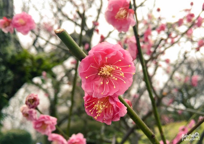  fleurs de pruniers, parc de Maizuru, Fukuoka