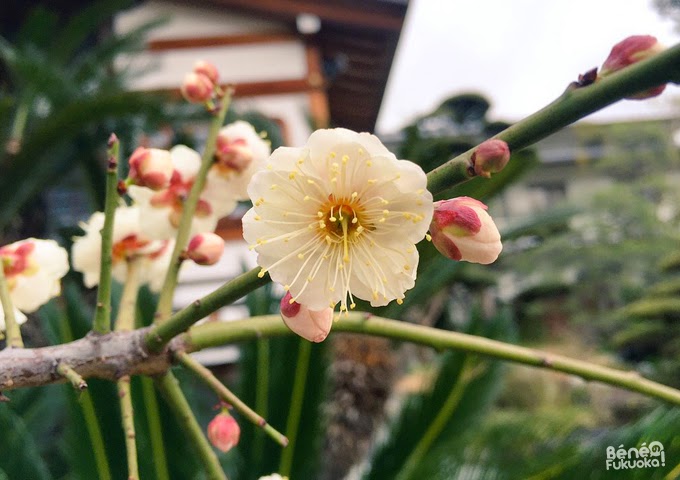 fleurs de pruniers, Daien-ji, Fukuoka