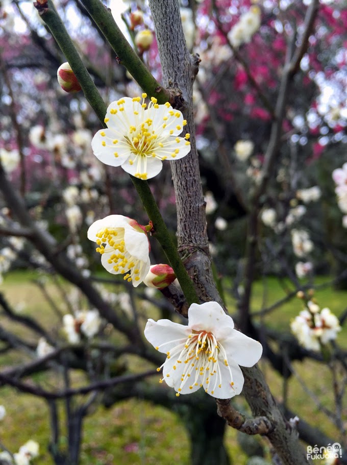 fleurs de pruniers, parc de Maizuru, Fukuoka