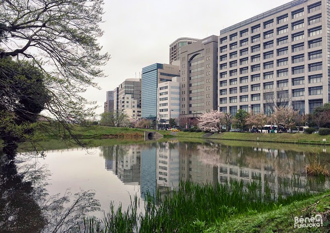 Cerisier du Japon "sakura" au parc Maizuru, Fukuoka