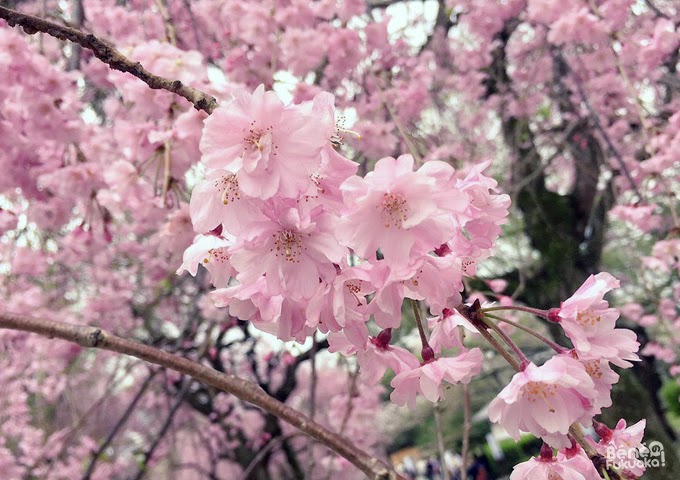 Cerisier du Japon "sakura" au parc Maizuru, Fukuoka