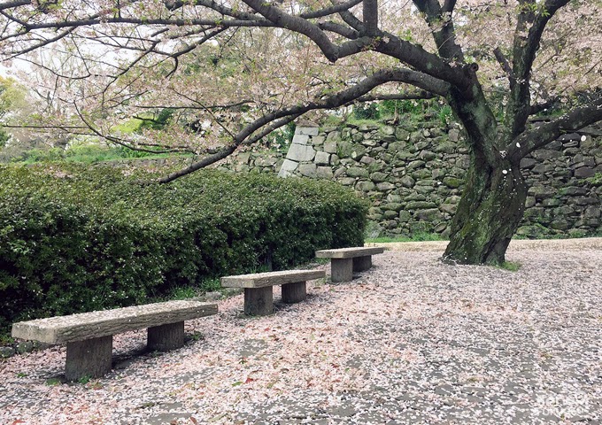 Cerisier du Japon "sakura" au parc Maizuru, Fukuoka