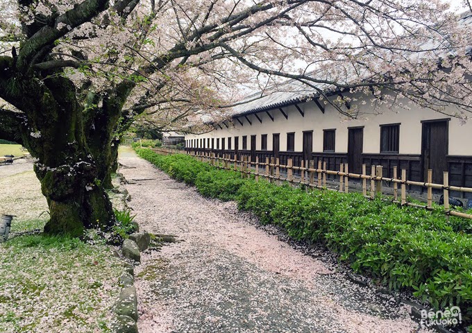 Cerisier du Japon "sakura" et château de Fukuoka au parc Maizuru