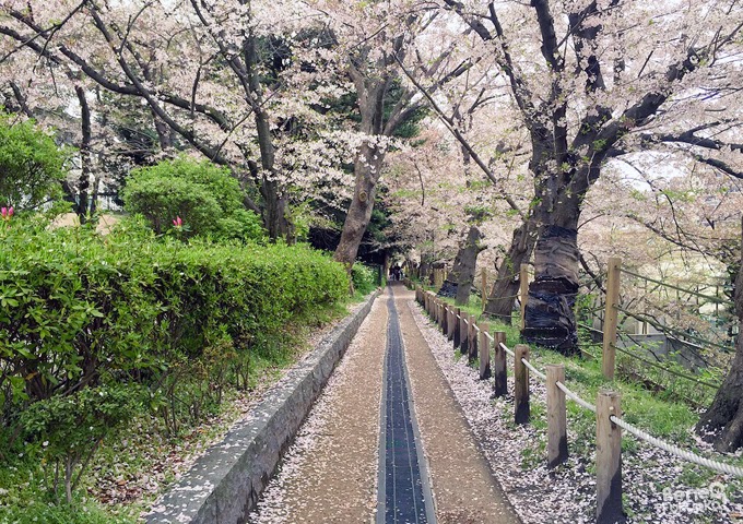 Cerisier du Japon "sakura" au parc Maizuru, Fukuoka