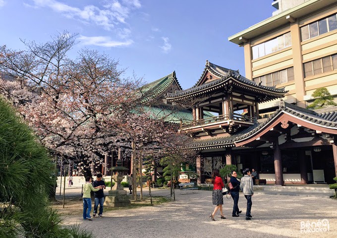 Cerisier du Japon "sakura" au temple Tôchô-ji, Fukuoka