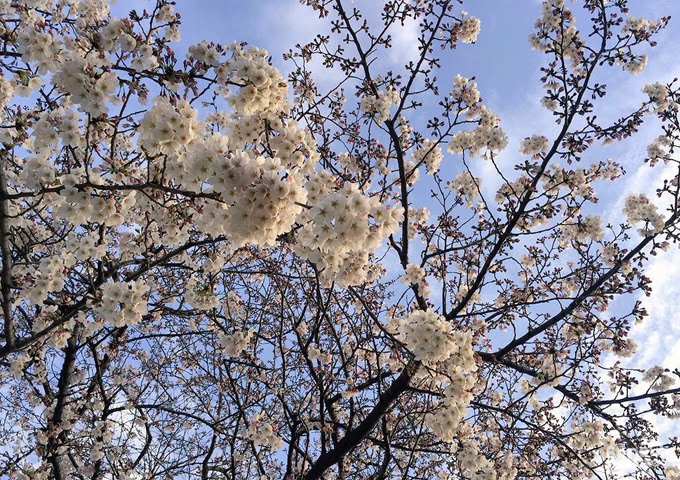 Cerisier du Japon "sakura" au temple Tôchô-ji, Fukuoka