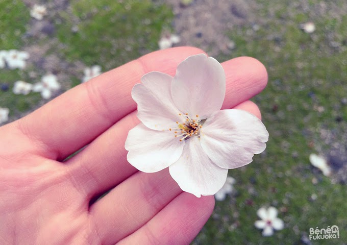 Fleur de cerisier du Japon "sakura" tombée de l'arbre