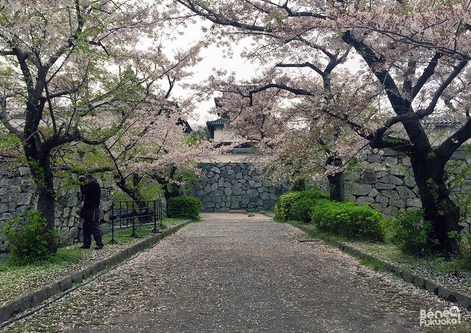 Cerisier du Japon "sakura" et château de Fukuoka au parc Maizuru