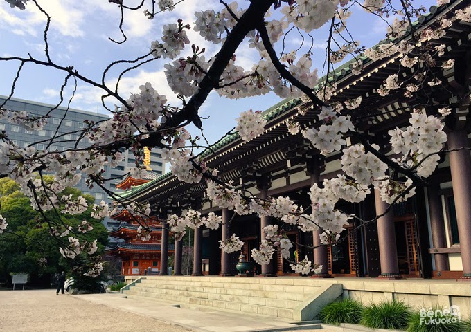 Cerisier du Japon "sakura" au temple Tôchô-ji, Fukuoka