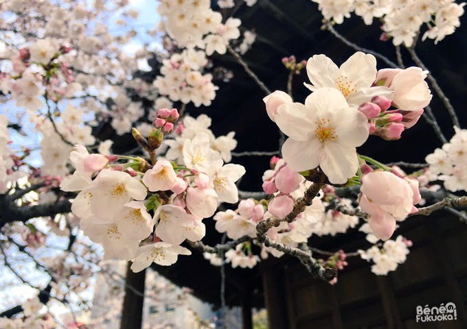 Cerisier du Japon "sakura" au temple Tôchô-ji, Fukuoka