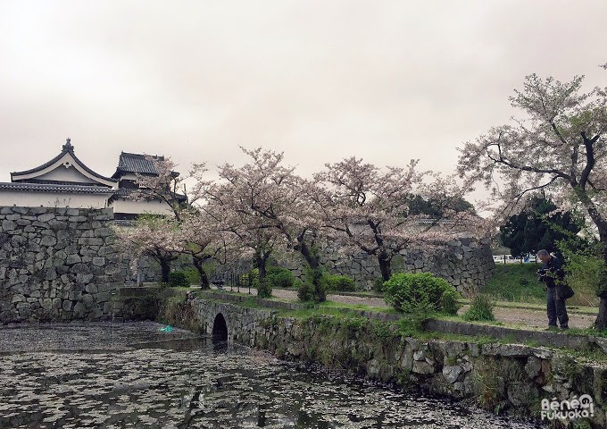 Cerisier du Japon "sakura" et château de Fukuoka au parc Maizuru