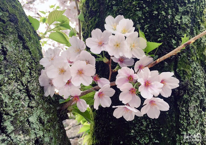 Cerisier du Japon "sakura" au parc Maizuru, Fukuoka