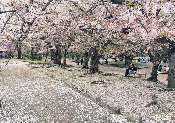 Cerisier du Japon "sakura" au parc Maizuru, Fukuoka