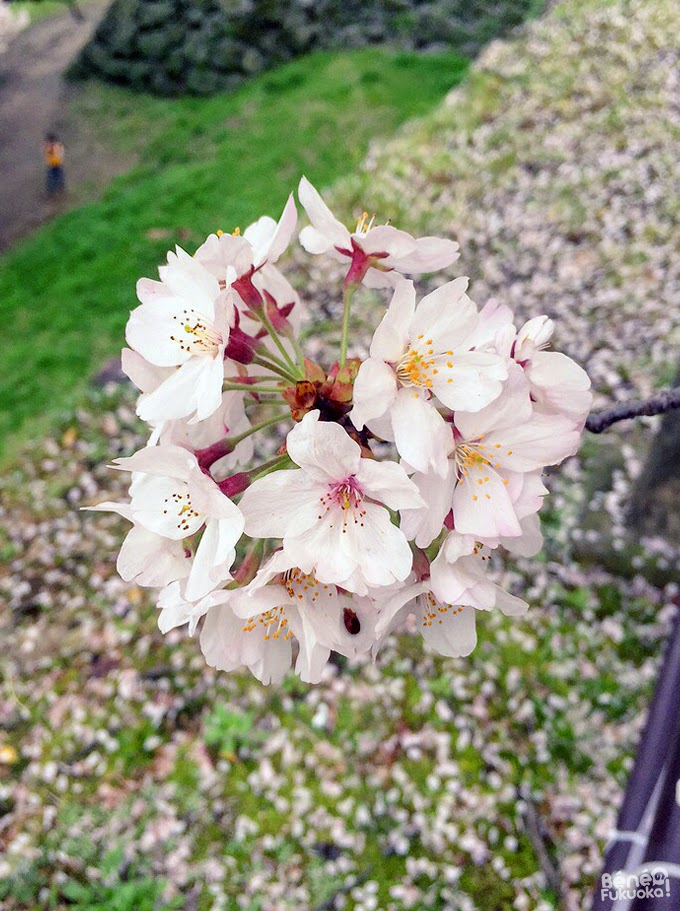 Cerisier du Japon "sakura" au parc Maizuru, Fukuoka