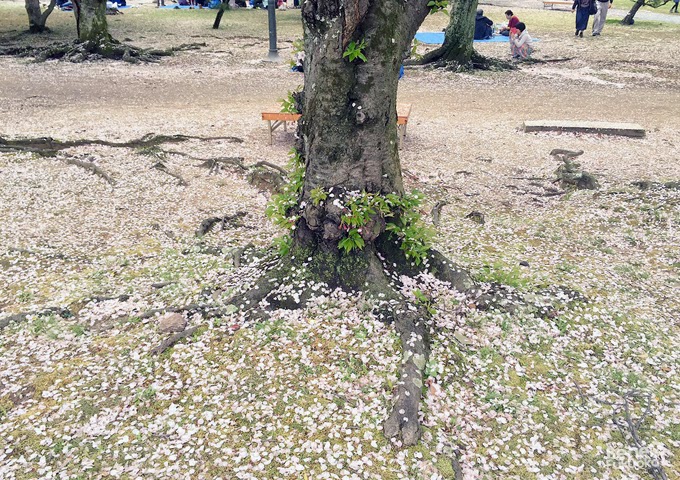 Cerisier du Japon "sakura" au parc Maizuru, Fukuoka