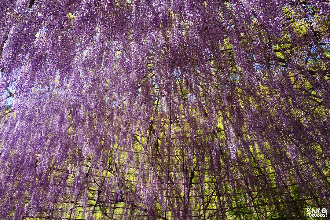 Le jardin Kawachi Fuji-en, Kita-Kyûshû, Fukuoka