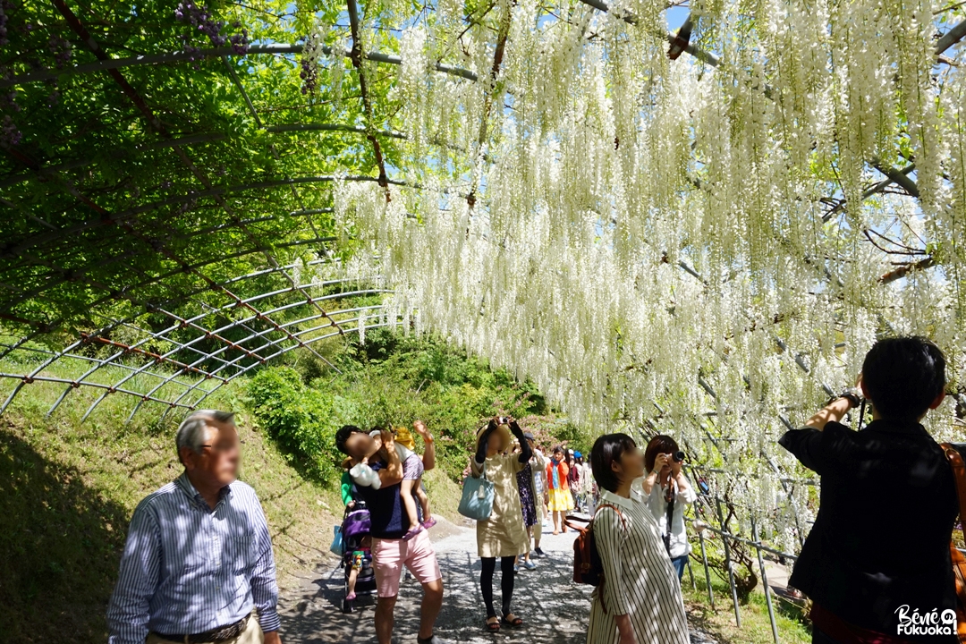 Le jardin Kawachi Fuji-en, Kita-Kyûshû, Fukuoka