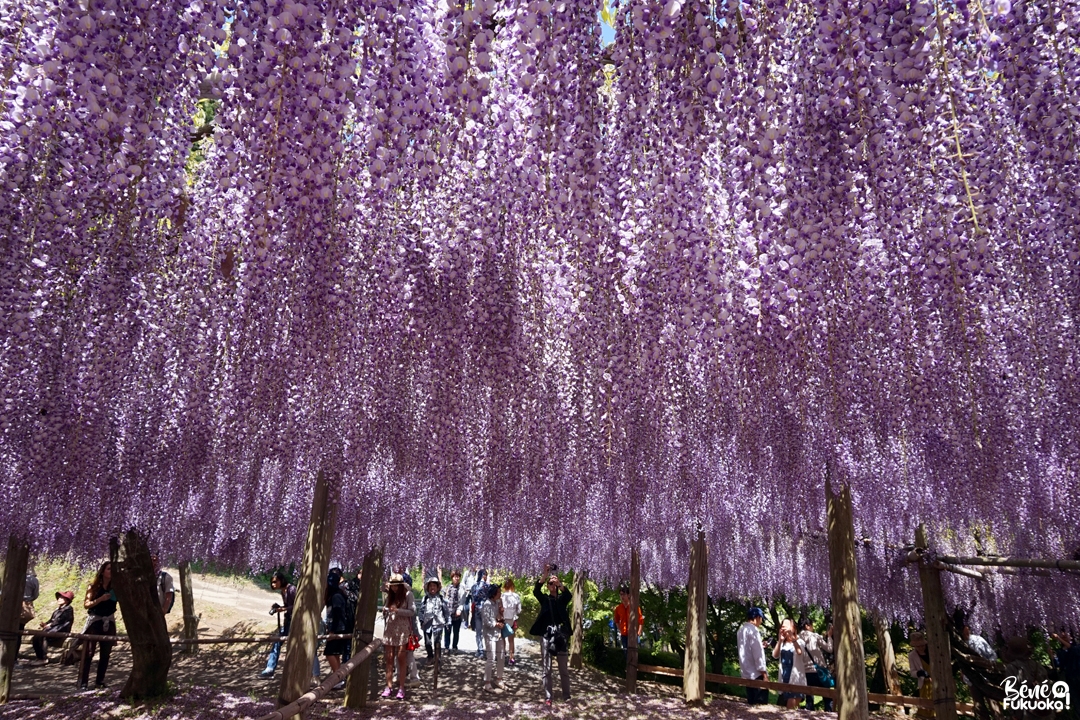 Le jardin Kawachi Fuji-en, Kita-Kyûshû, Fukuoka