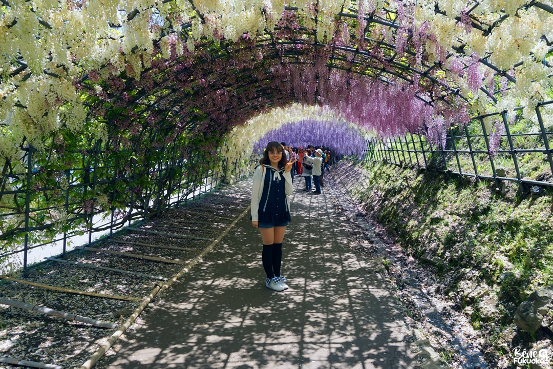 Sous le tunnel de glycines, au jardin Kawachi Fuji-en