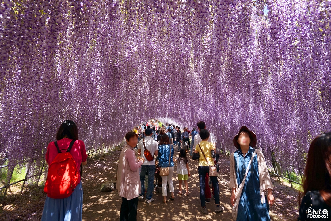 Le jardin Kawachi Fuji-en, Kita-Kyûshû, Fukuoka