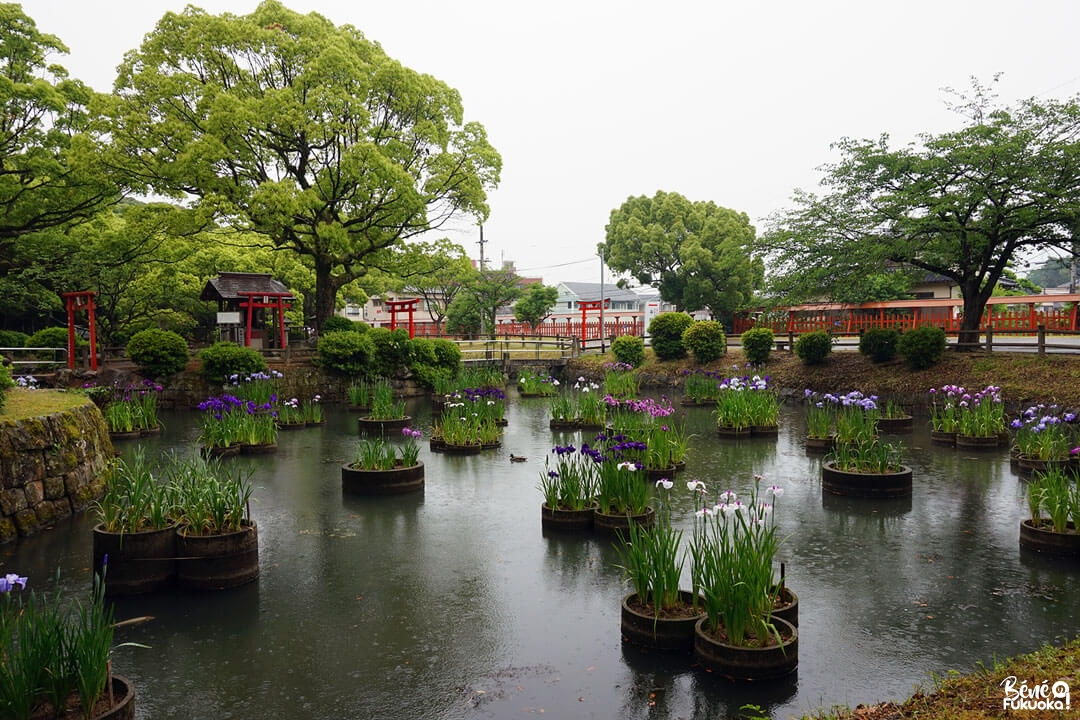 Sanctuaire Kashii-gû, Fukuoka