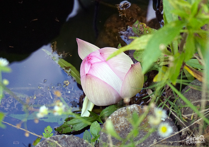 Lotus au parc Maizuru, Fukuoka