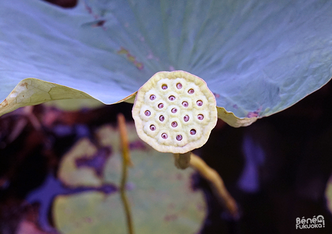 Lotus au parc Maizuru, Fukuoka