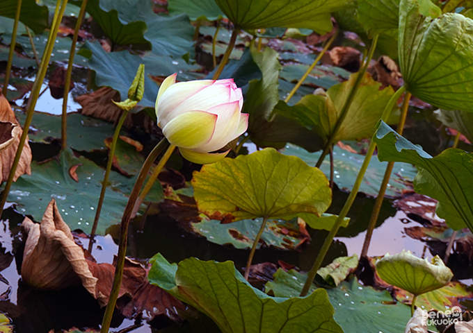 Lotus au parc Maizuru, Fukuoka