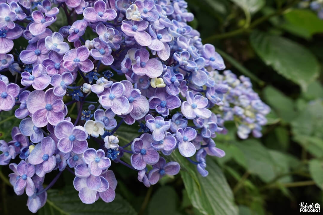 Festival des hortensias de Mikaeri, préfecture de Saga