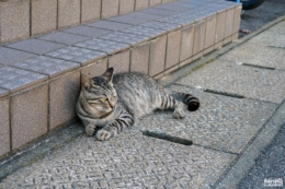 Ainoshima, l' île aux chats de Fukuoka